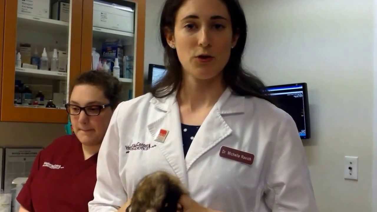 Deslorelin implant hormone therapy to treat adrenal disease in ferrets
