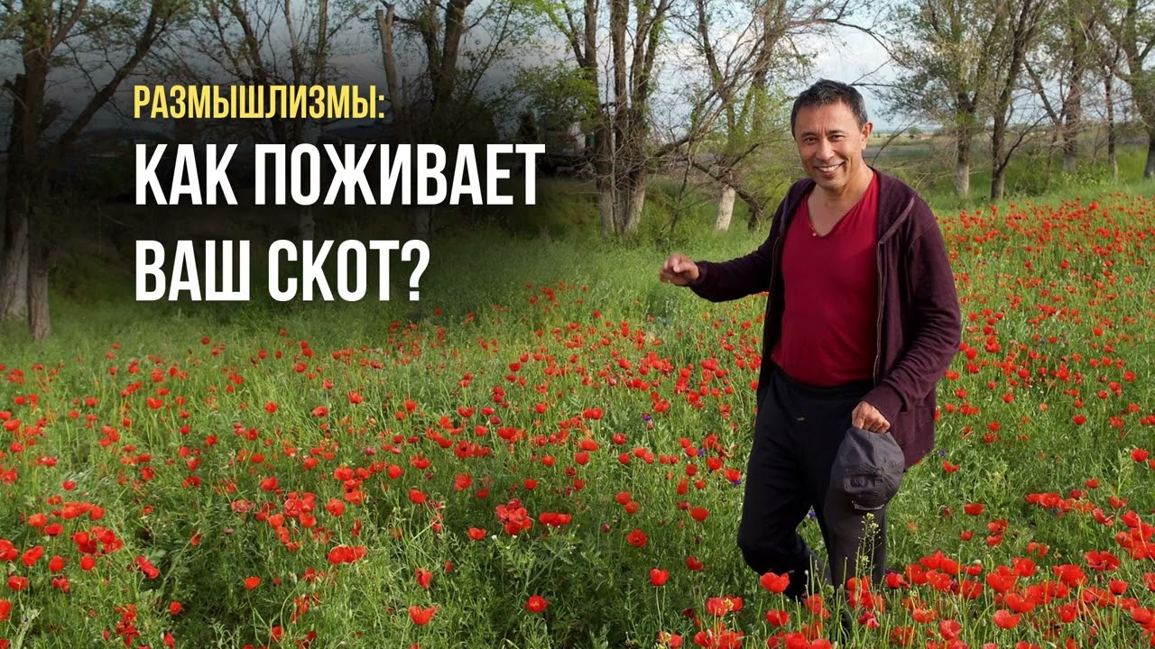 РАЗМЫШЛИЗМЫ: КАК ПОЖИВАЕТ ВАШ СКОТ? / ЕРМЕК ТУРСУНОВ