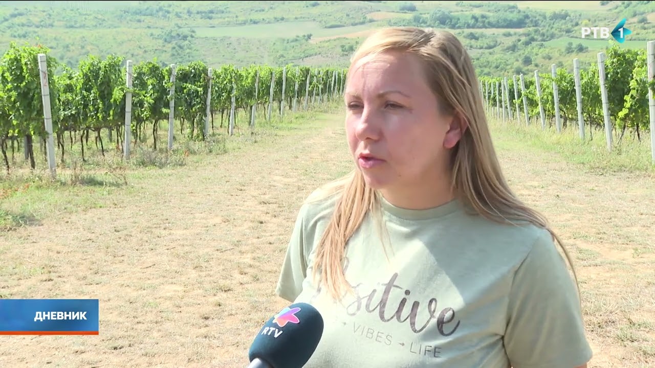 Ova godina obećava bolju berbu grožđa nego prethodna
