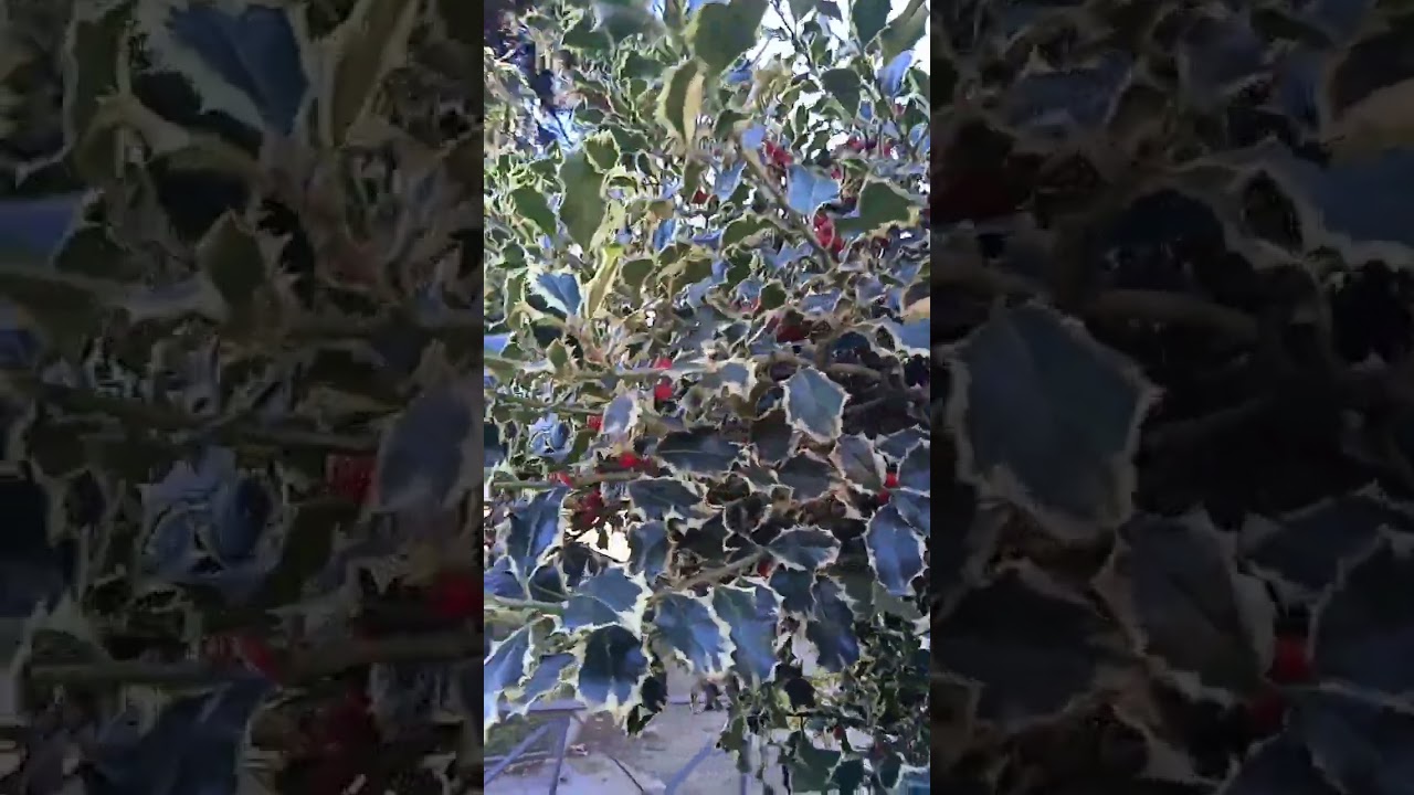 Acebo variegado