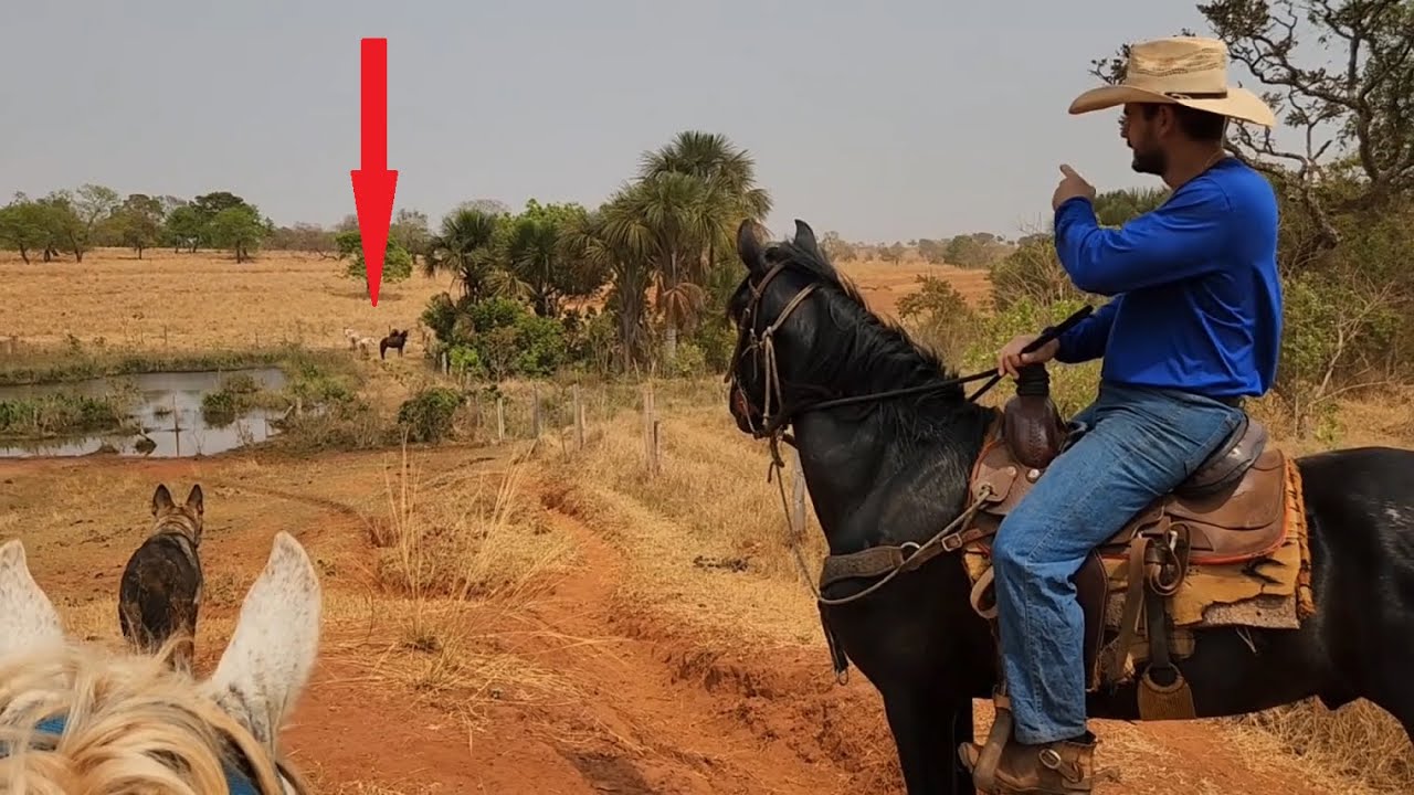 As éguas Mangalarga logo vão PARIR!! Conferindo o gado