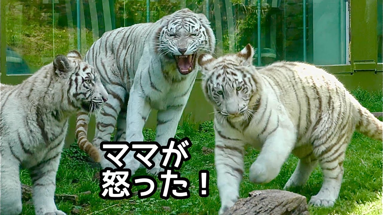 ツキシグ、ママに怒られてびっくり【伊豆アニマルキングダム】White tiger Izu Animal Kingdom