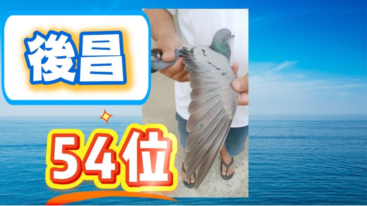 {欣賞}後昌54位，南部強豪呂姓鴿友分享#賽鴿 #賽鴿比賽 #賽鴿交流