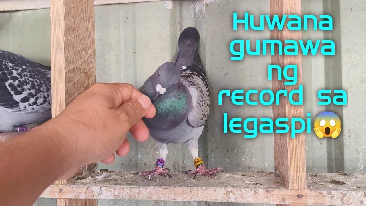Huwana gumawa ng record sa legaspi😱