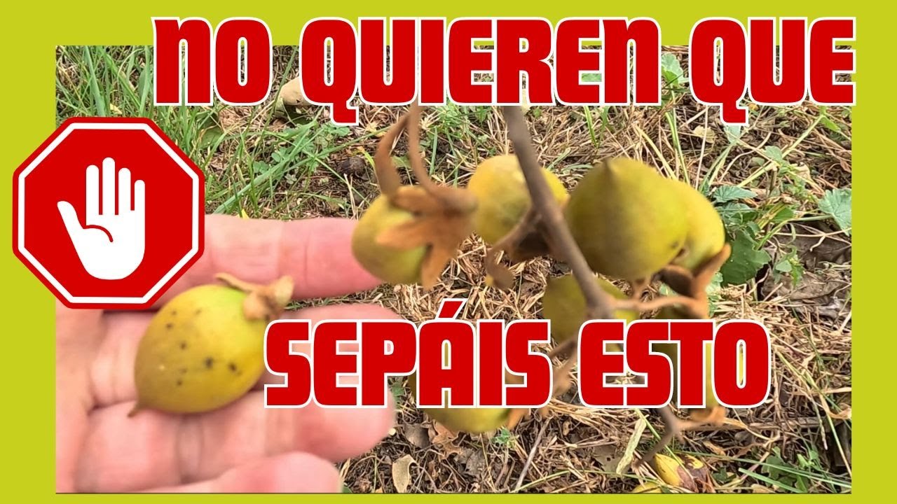 👉 Semillas de paulownia 🔥 NO QUIEREN QUE LO SEPÁIS☠️