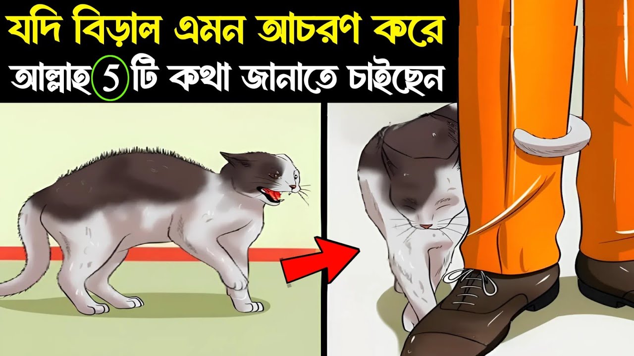 আপনার বিড়াল এমন আচরণ করলে আল্লাহ আপনাকে 5 টি কথা জানাতে চাইছেন? 5 massages from God for you
