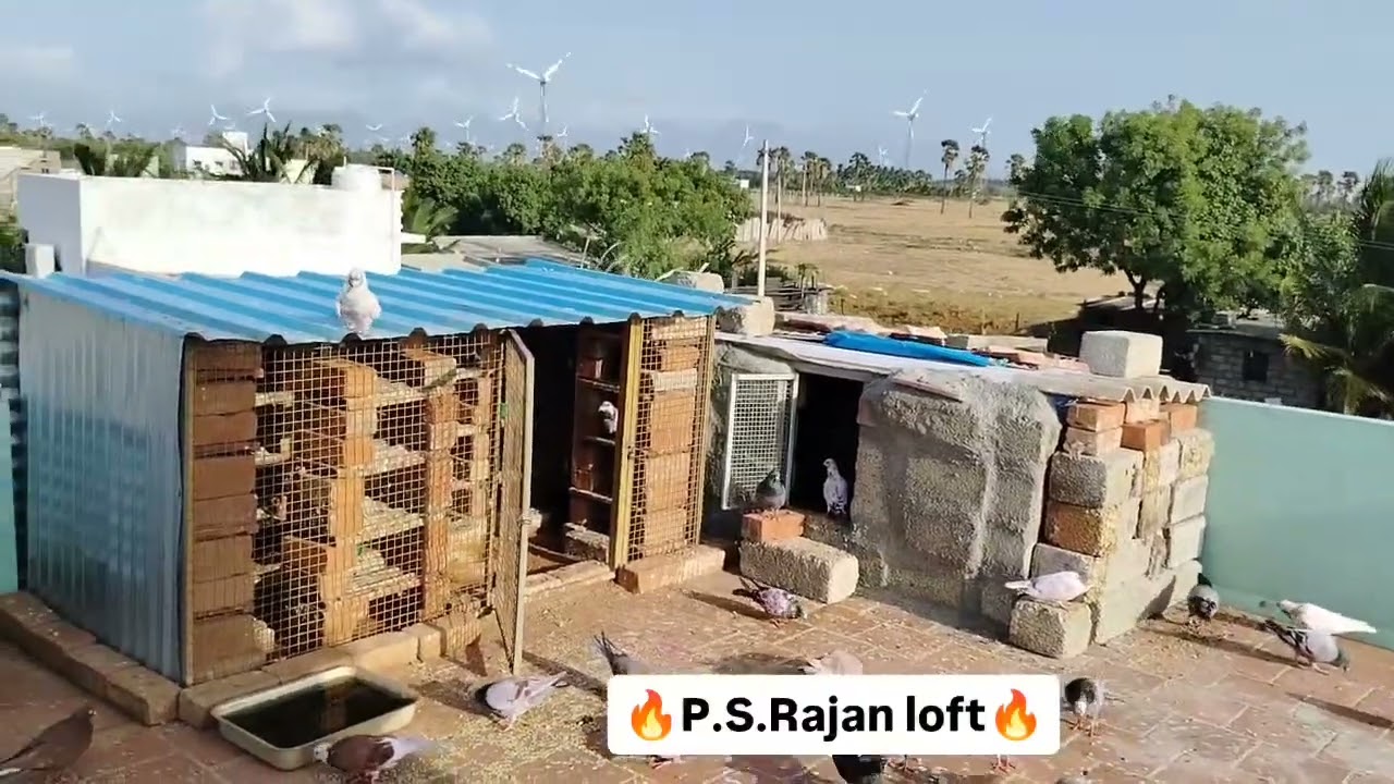 #dove #pigeon #lifeisbutadream #bird #kabootar #whowillbemylifepartnerta #dovepigeon #birdspecies🔥