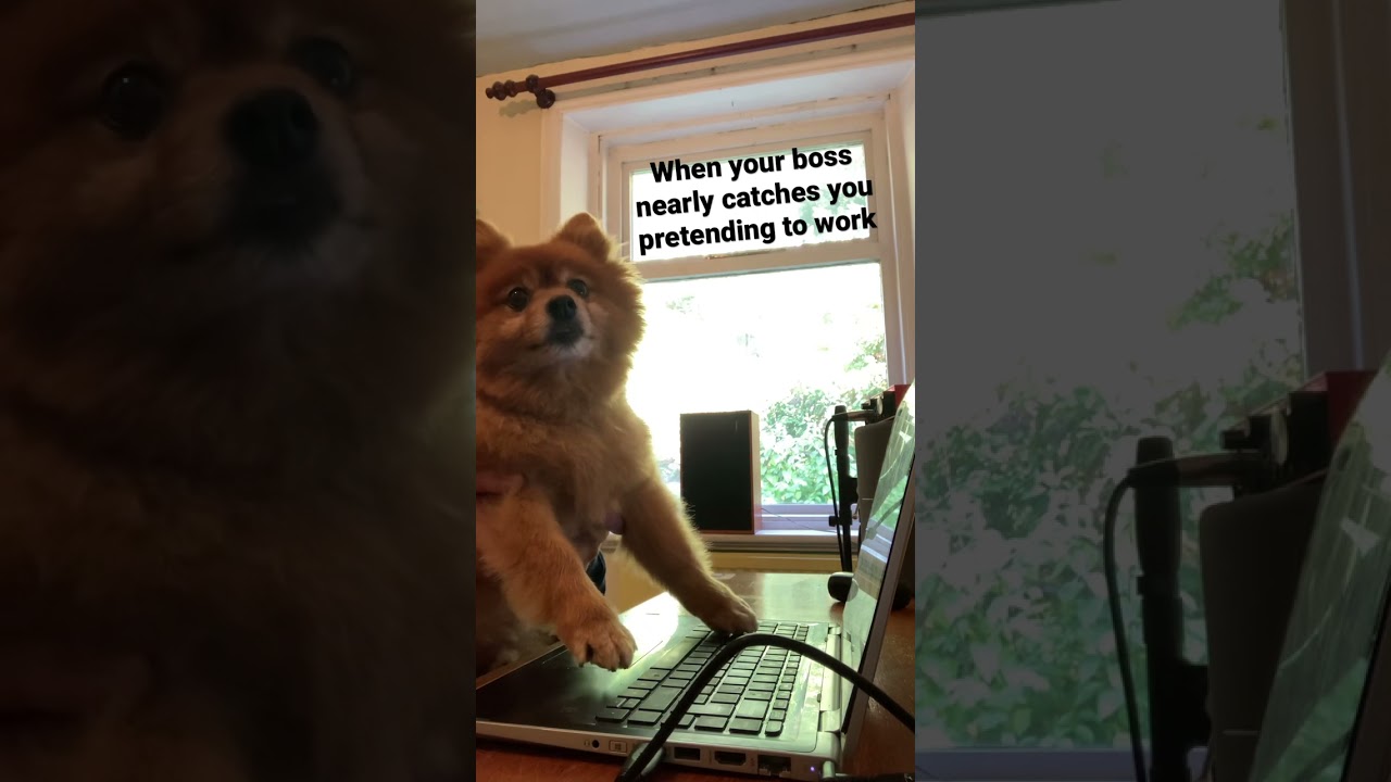 Bosses? Do we need them? Always getting on my nerves 