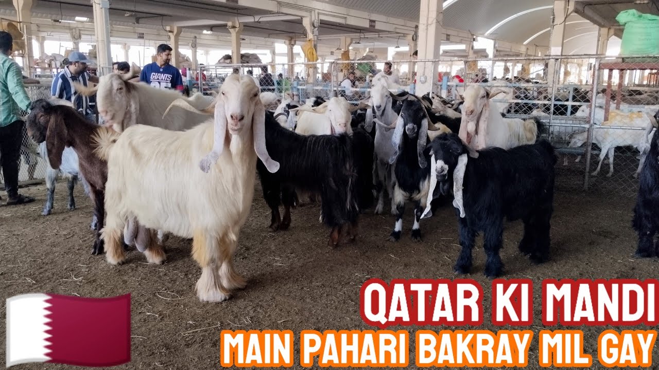 Pahari Bakray Qatar 🇶🇦Ki Bakra Mandi Main😍 Explore Qatar 🇶🇦 Bakra mandi Season 2025😊