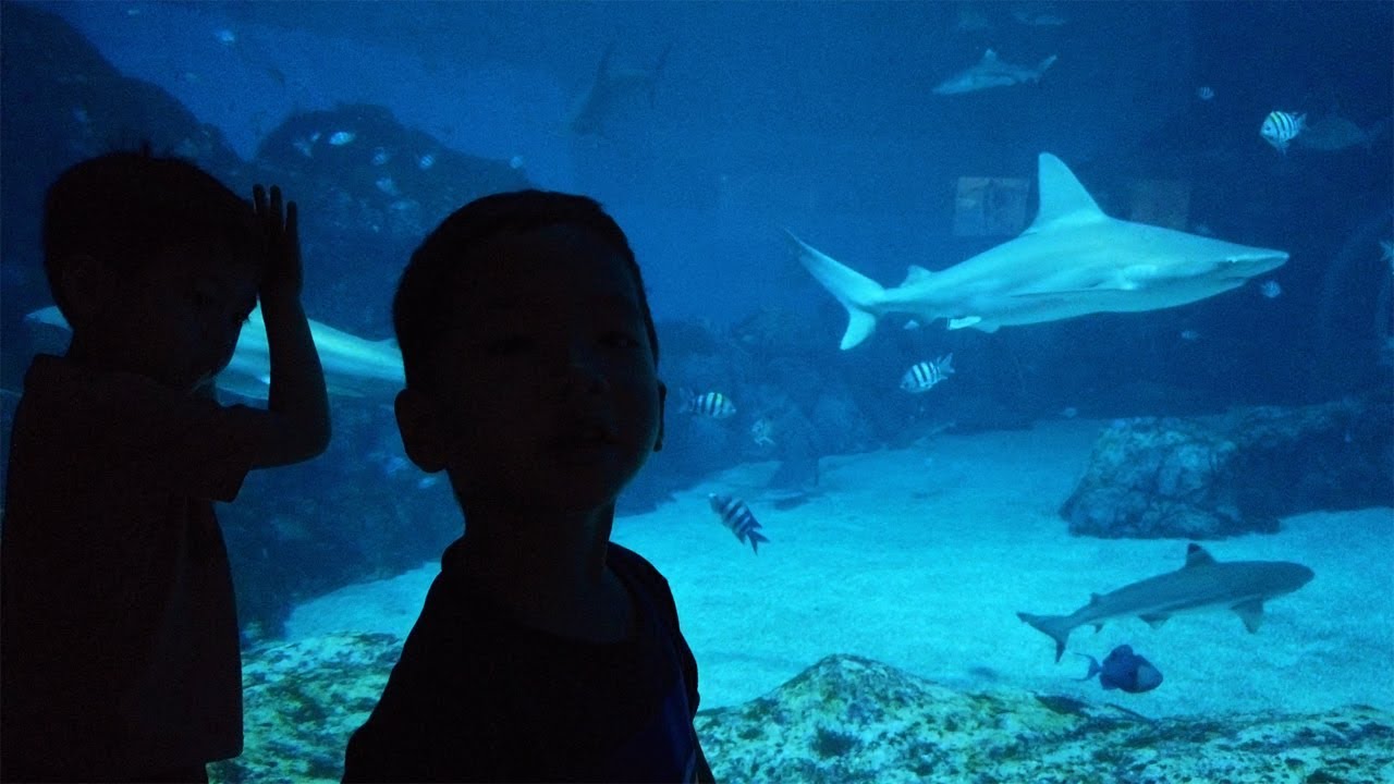KE SEA AQUARIUM SINGAPORE KETEMU HIU DAN UBUR UBUR YANG BISA MENYALA