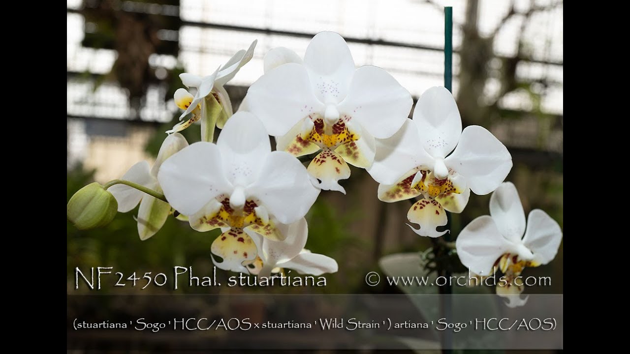 Norman Fang Live! Episode 115 Growing Phalaenopsis stuartiana