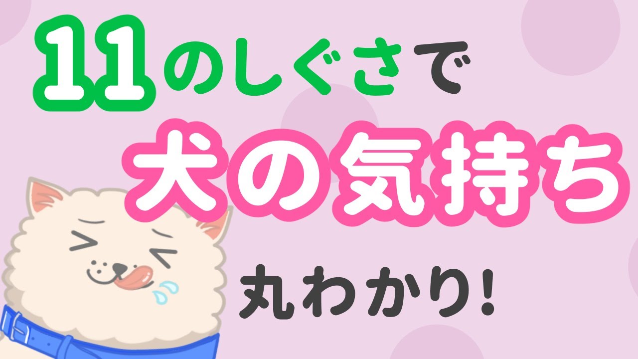 犬の行動の意味は？11の仕草で愛犬の気持ちがわかる！ボディランゲージとは