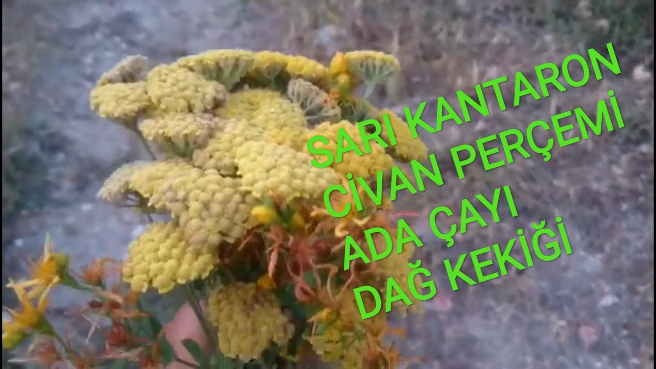 KÖYÜMÜZDEKİ ŞİFALI BİTKİLER, ADAÇAYI, SARI KANTARON,KEKİK, CİVANPERÇEMİ 