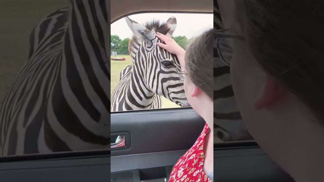 Petting a Zebra