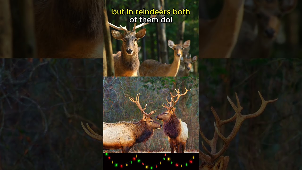 Female Reindeer Have ANTLERS!🦌🦌🦌#animals #animalfacts #shorts