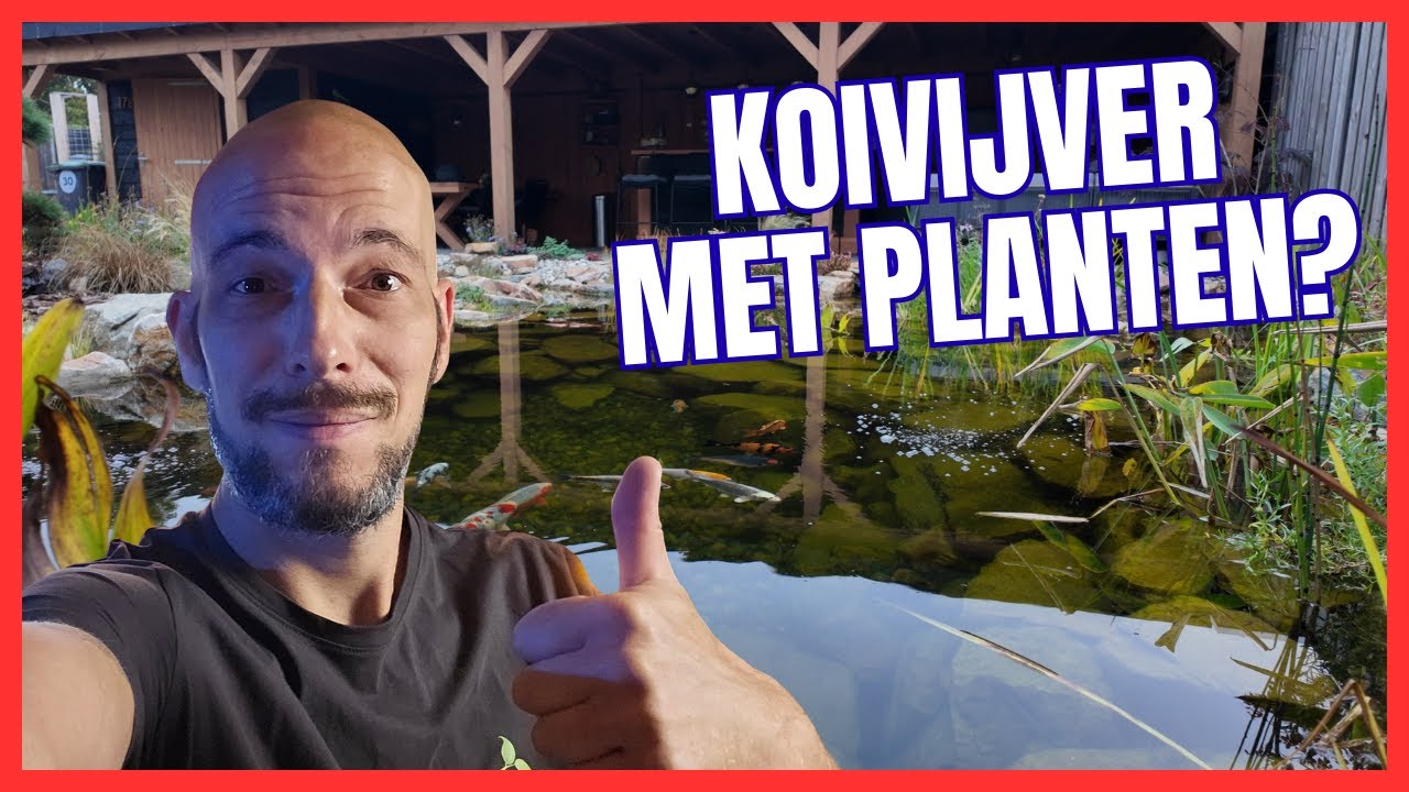Ecosysteem KOIvijver met PLANTEN in Nederland |DE EERSTE?