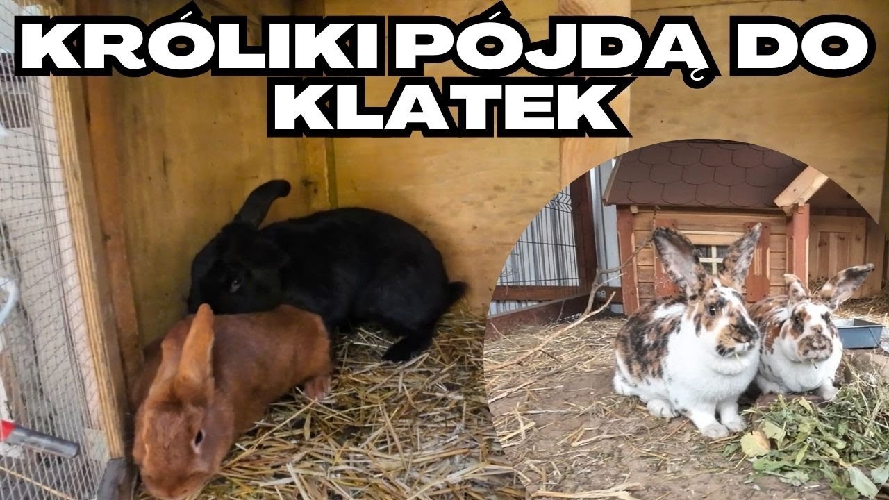 Już wiem co zrobię z królikami