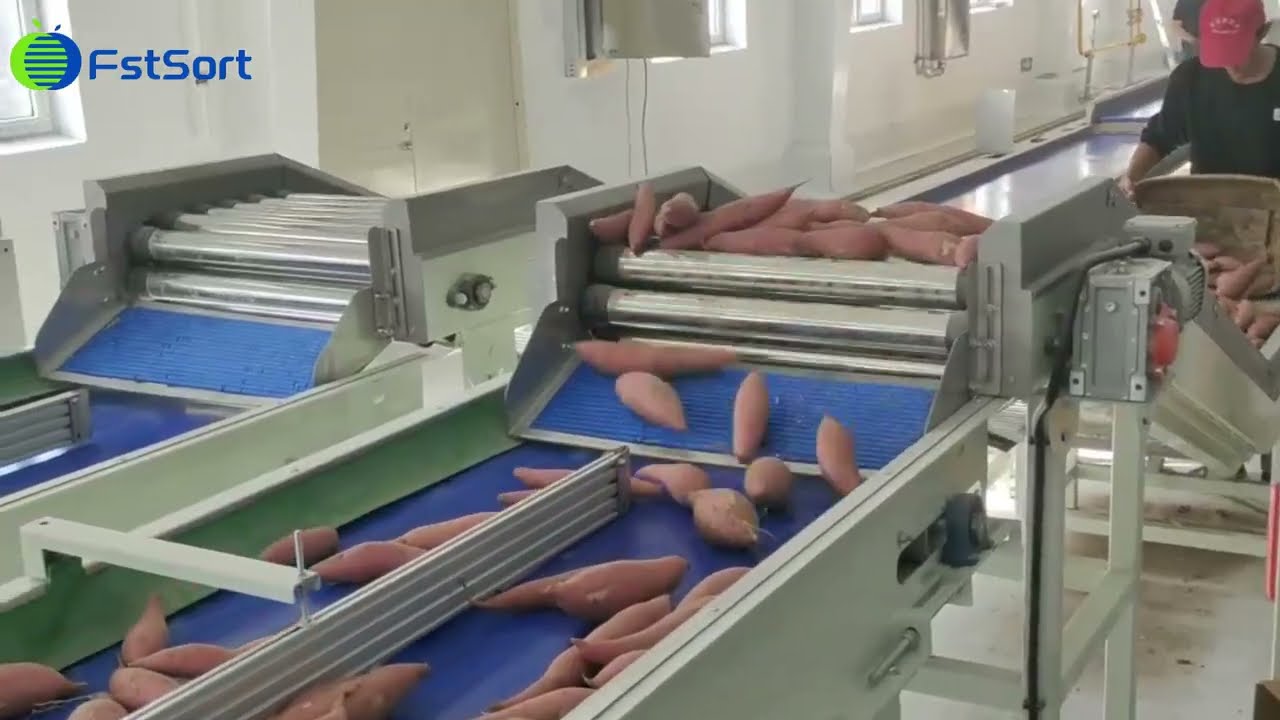 Sweet potato processing line vegetable cleaning drying sorting and packaging machine size grader