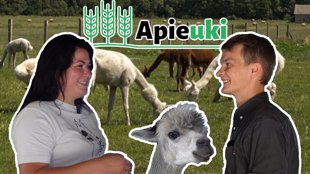 Apie Ūkį | Alpakų ūkis - čiobrelių rojus | #1