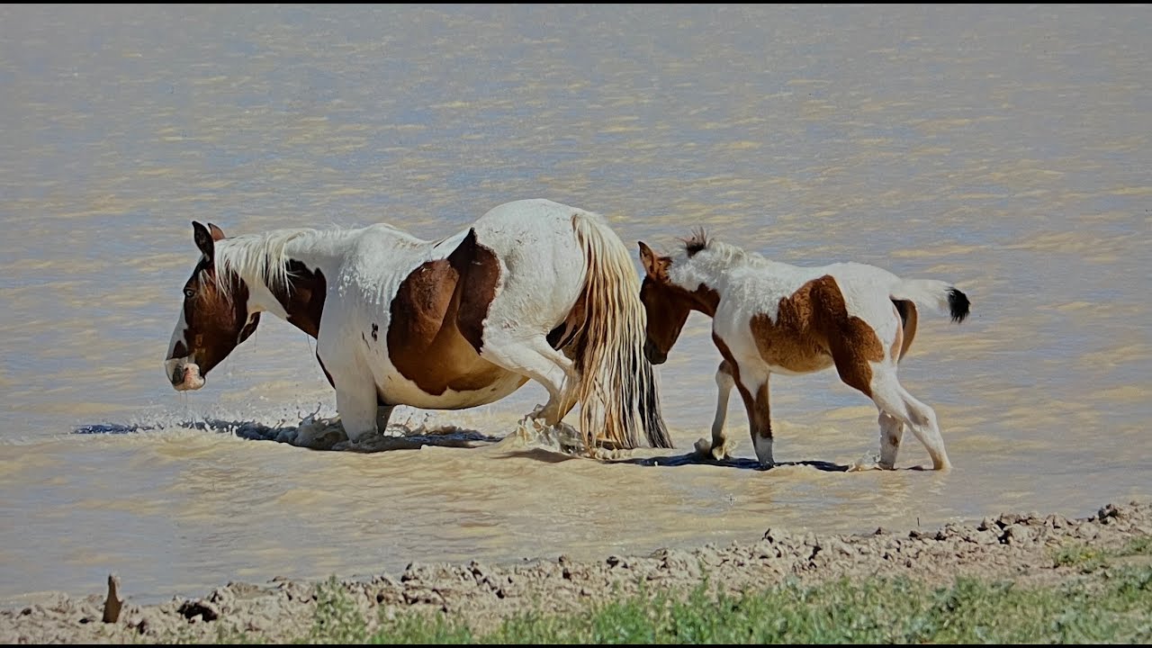 Wild Horses of America S1 Ep 3 McCullough Peaks Horses at the Waterhole in Wyoming by Karen King