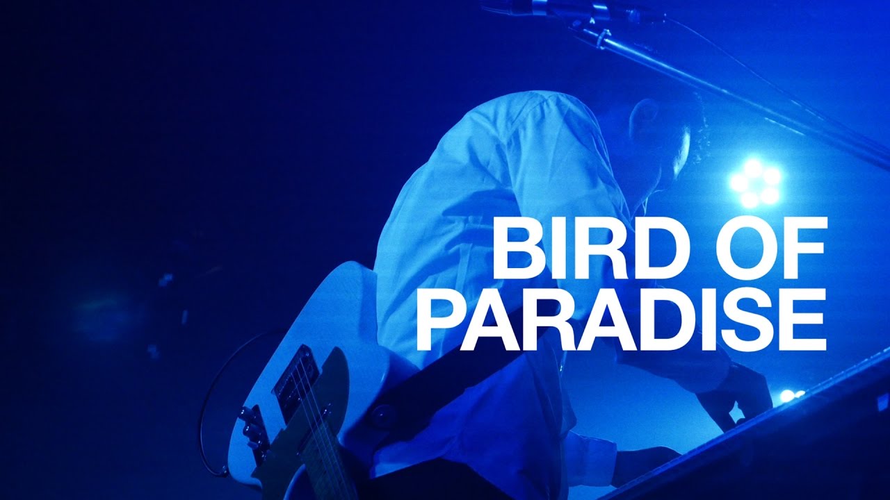LEO IMAI - Bird Of Paradise (Live at Fever, Tokyo, 11092016)