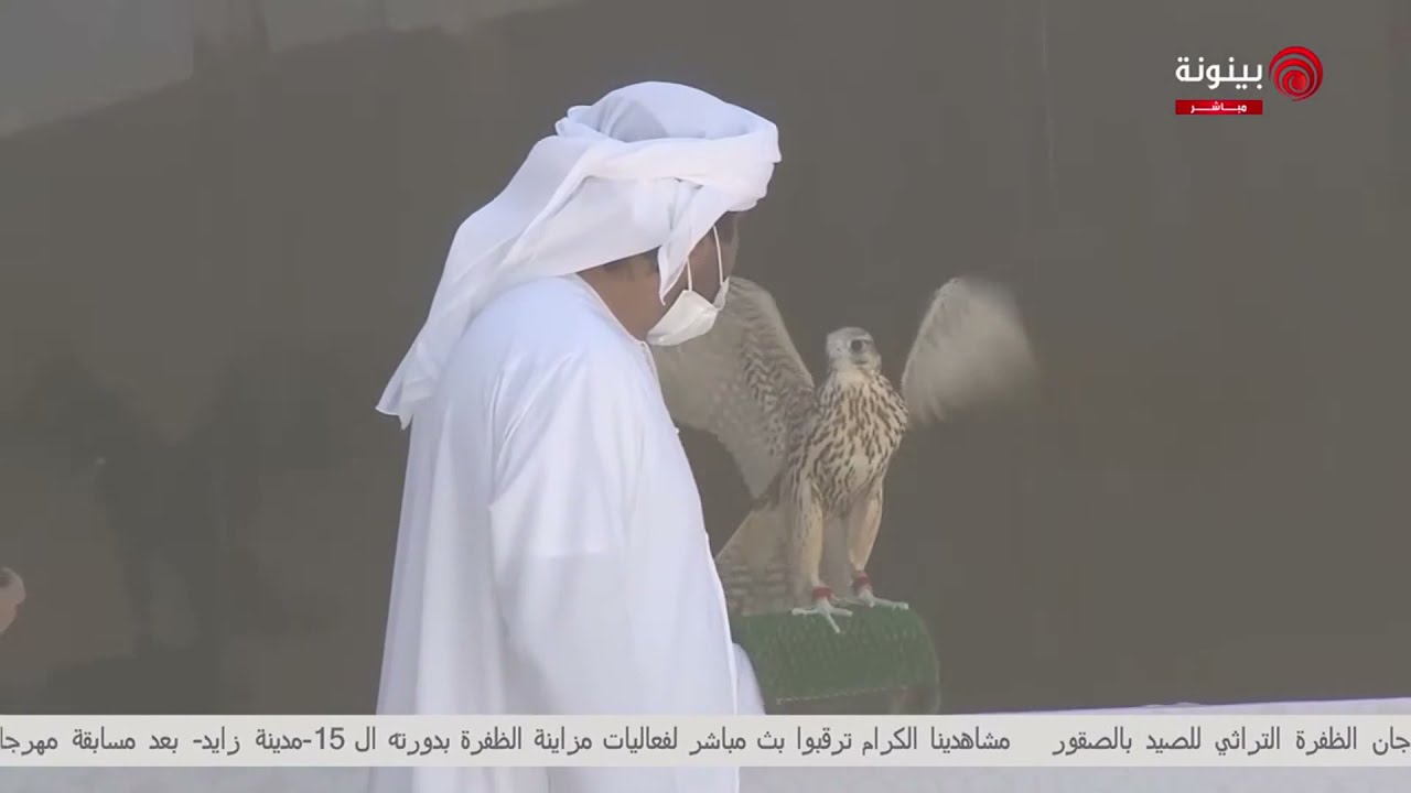 بث مباشر : مسابقة مهرجان الظفرة للصيد بالصقور
