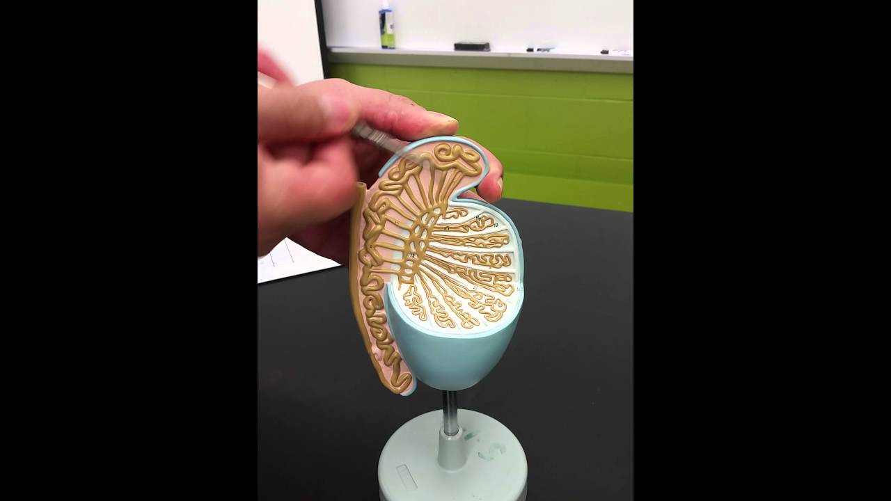 Anatomy of the Male Reproductive system part 3 testis