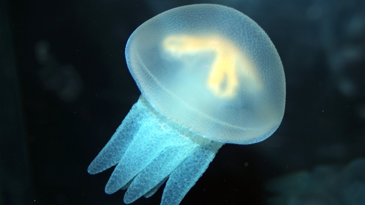 Seashine - Journey of a Jellyfish