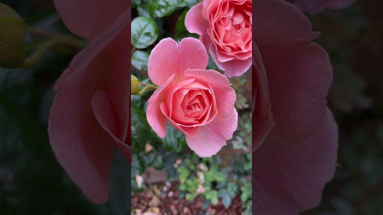 David Austin Strawberry Hill Rose 