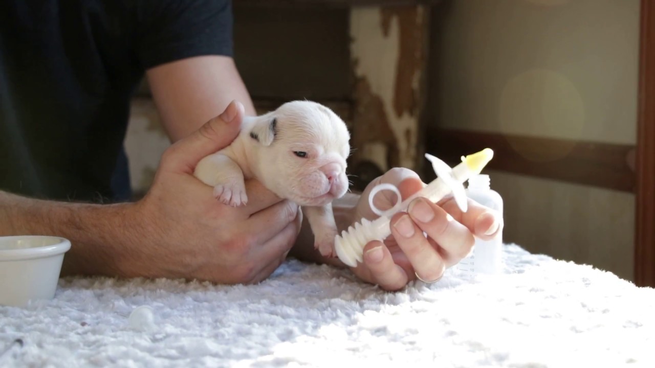 How to Bottle Feed a Newborn Bulldog Puppy