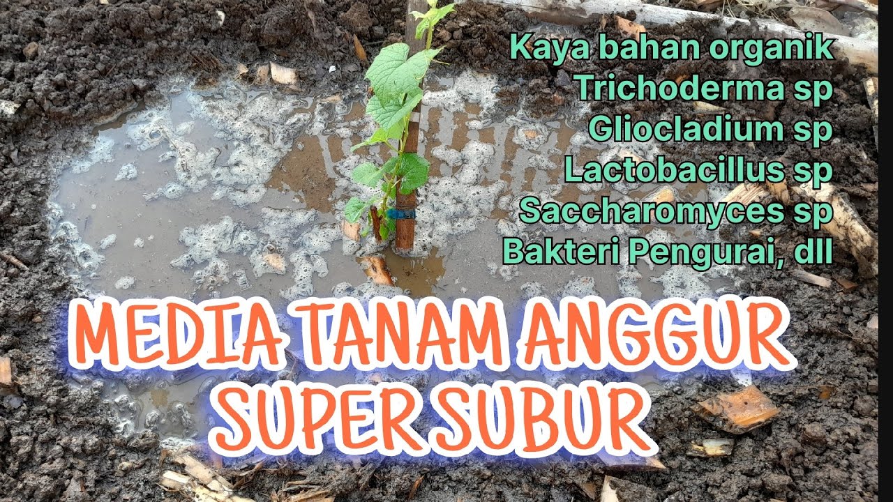 Eps 11 - Media Tanam Anggur Super Subur