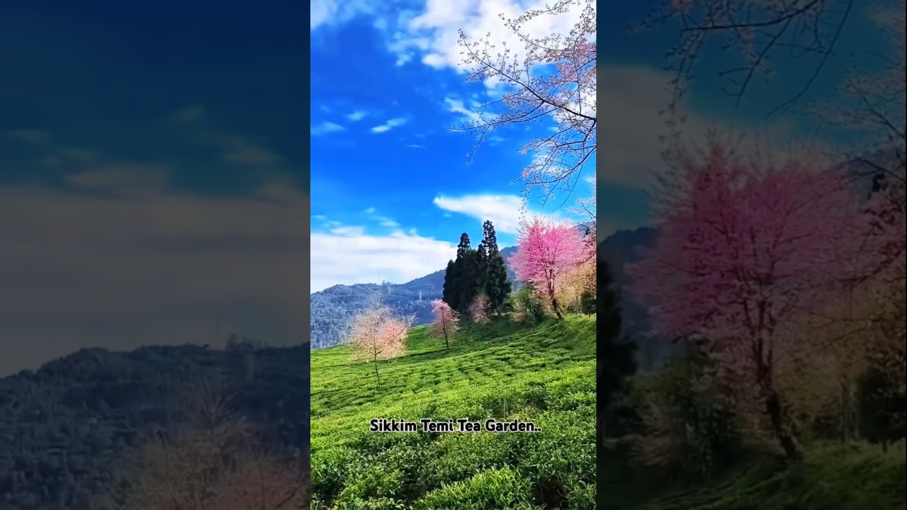 Cherry blossom # Sikkim Temi Tea Garden. Queen of November.
