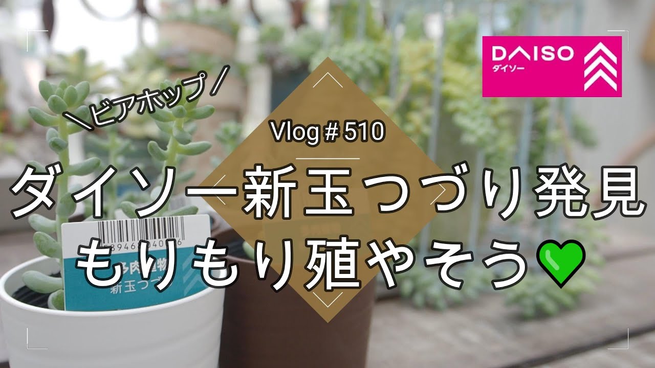 【Vlog510】【多肉植物】ダイソー新玉つづり発見💚もりもり殖やそう【ビアホップ】【DAISO多肉】