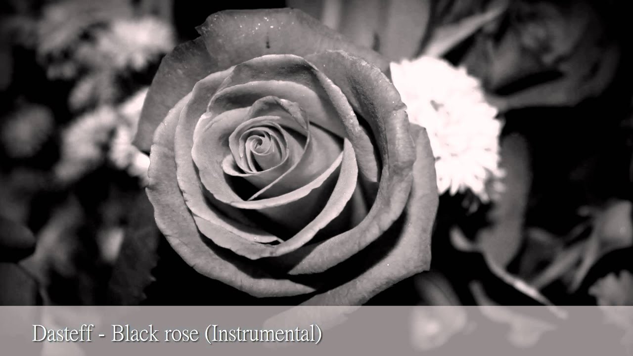 Dasteff - Black rose
