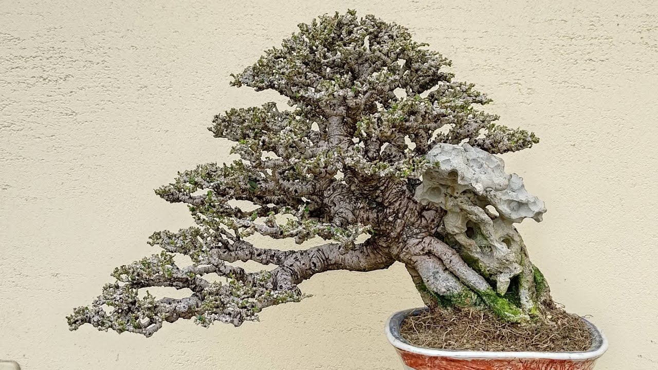 Bonsai Bonsai Ukuran Mungil SUPER ISTIMEWA Mr. 蘇曉霞