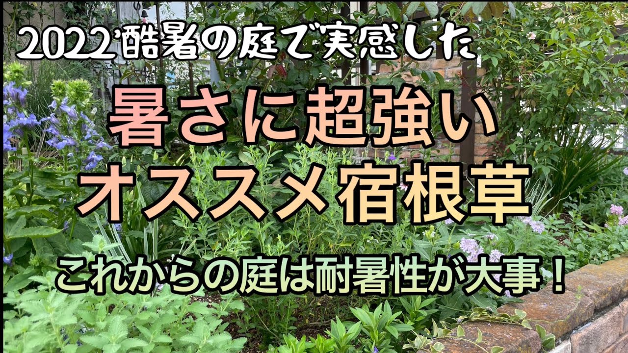 【猛暑でもへっちゃら！暑さに超強い宿根草】