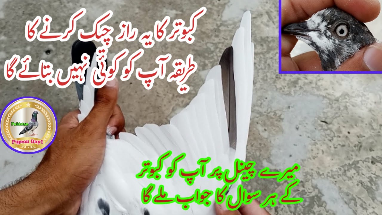 Good Qualities In Pigeon Easily Kaise Check Kare | Pigeon Day1