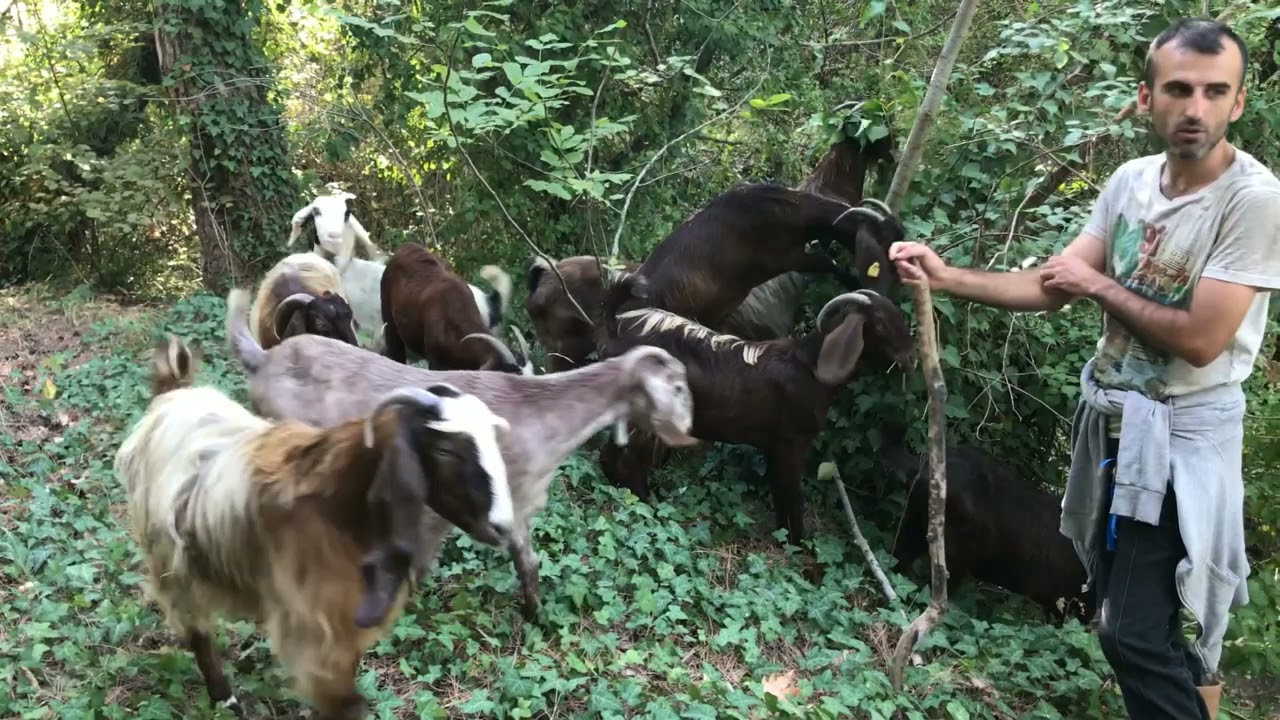 Balıkesir Sındırgı yağmur ormanlarında halep keçilerinin keyfi yerinde :D