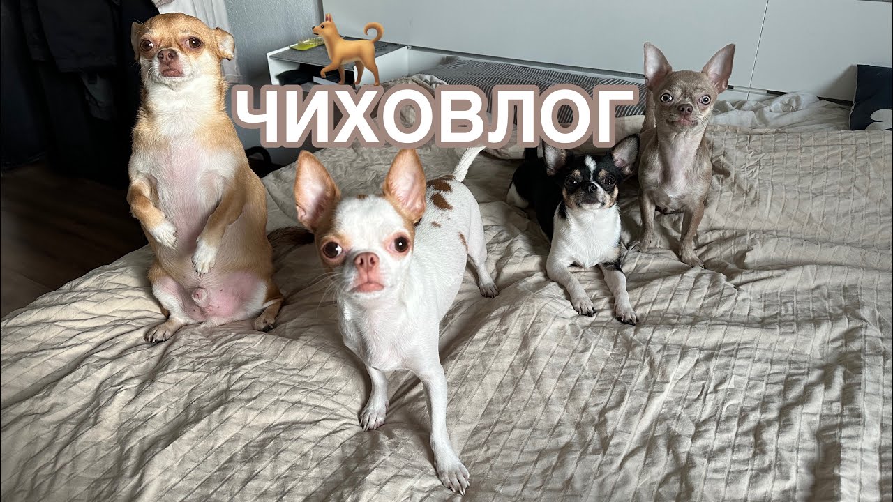 ЧИХОВЛОГ/ВЛОГ. Жизнь четырёх чихуахуа. Масло лосося , прогулка по Москве , посиделки в кафе.