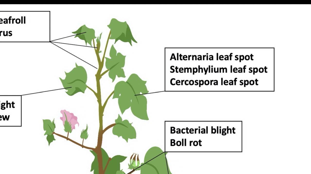 Seedling and Foliar Diseases of Cotton