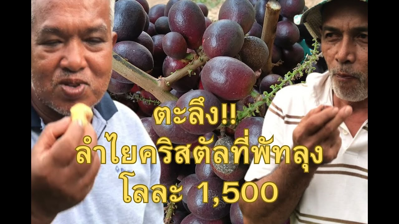 ตะลึง!! ลำไยคริสตัลที่พัทลุง โลละ 1,500 บาท