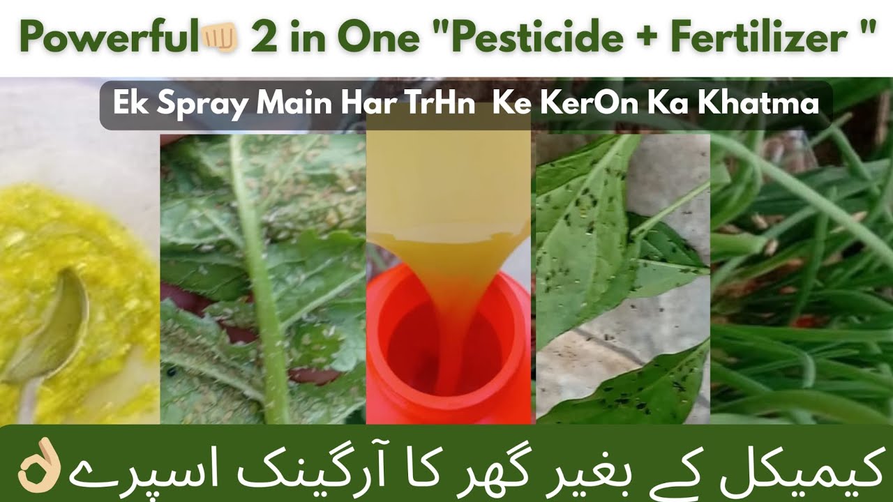 Homemade 2 in oNe Pesticide | Natural Pesticide+Fertilizer #viral #rooftop #yt 