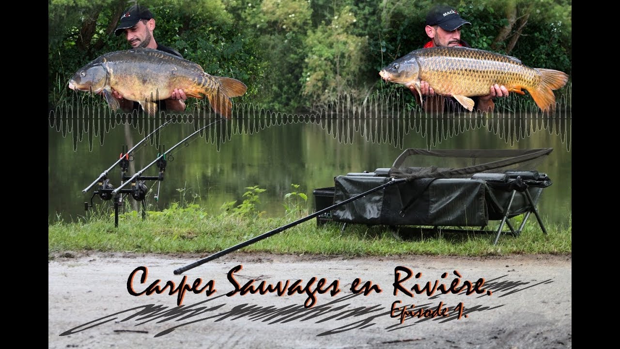 Pêche de la carpe. Carpes Sauvages en rivière. Episode 1
