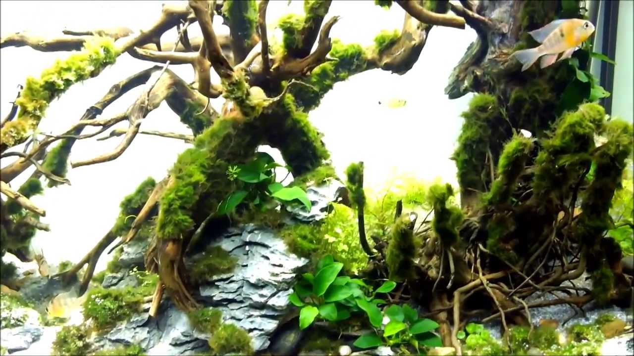 Aquascaping - Reproduction de Mikrogeophagus altispinosus (Altispinosa)