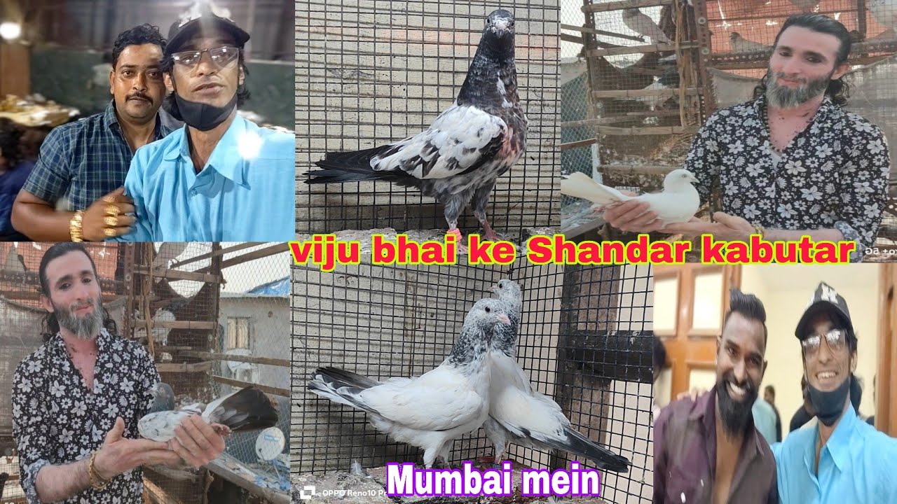 विजू भाई के शानदार#कबूतर मुंबईमें#devnar #pigeon 