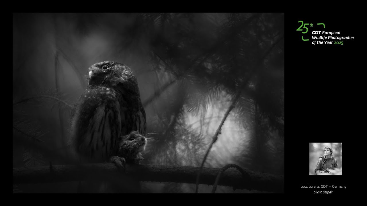 🏆* European Wildlife Photographer of the Year 2025 * | Luca Lorenz – Silent despair