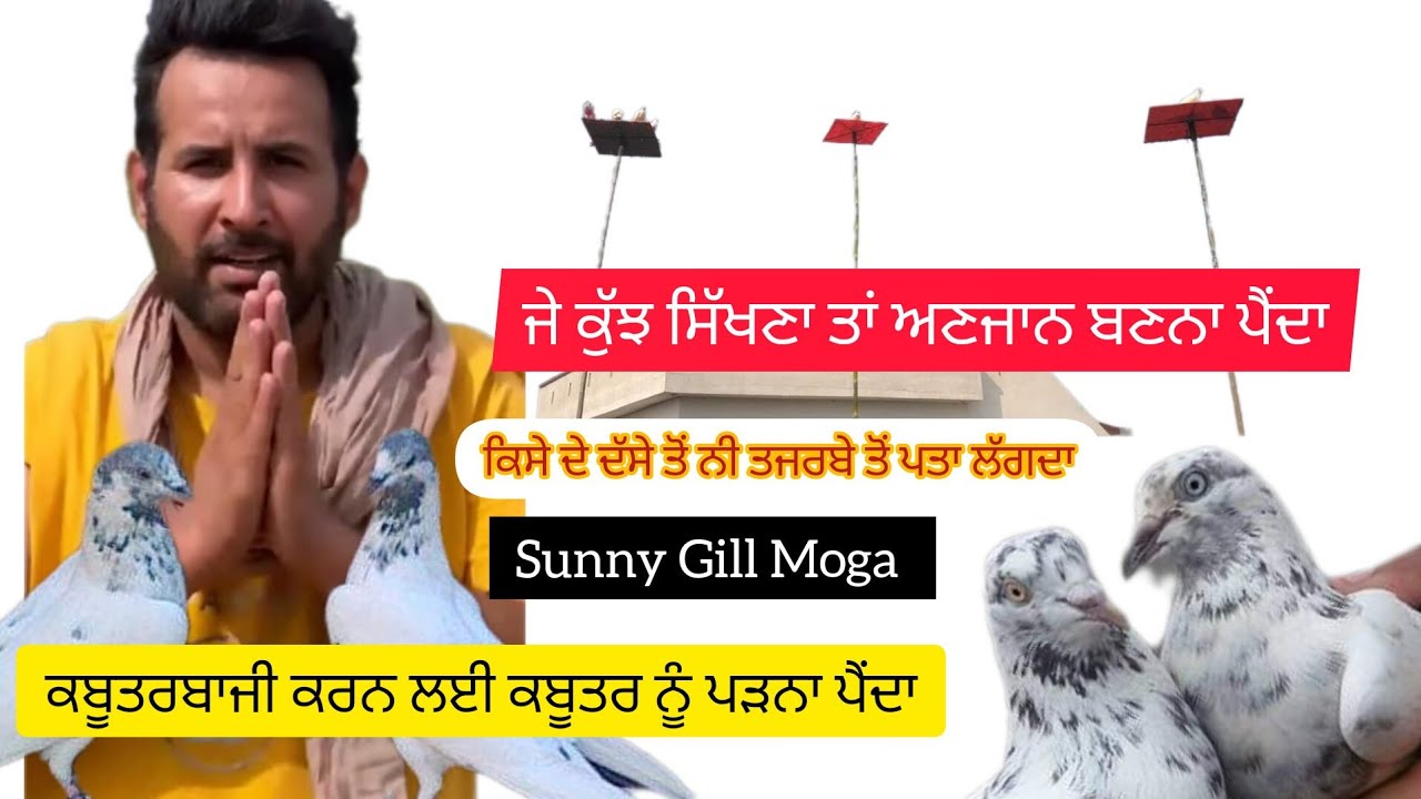 Ik Shonk kabootarbaazi Da Full Interview Sunny Gill Moga ਕੁਝ ਕਰਨਾ ਸਿੱਖਣਾ ਸਾਰੀਆਂ ਦੇਖ ਤਜਰਬੇ ਜਰੂਰ ਕਰਿਓ