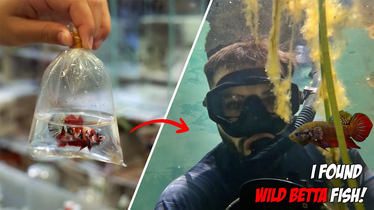 Revealing the Secret Lives of Betta Splendens in Their Natural Habitat - New Underwater Footage