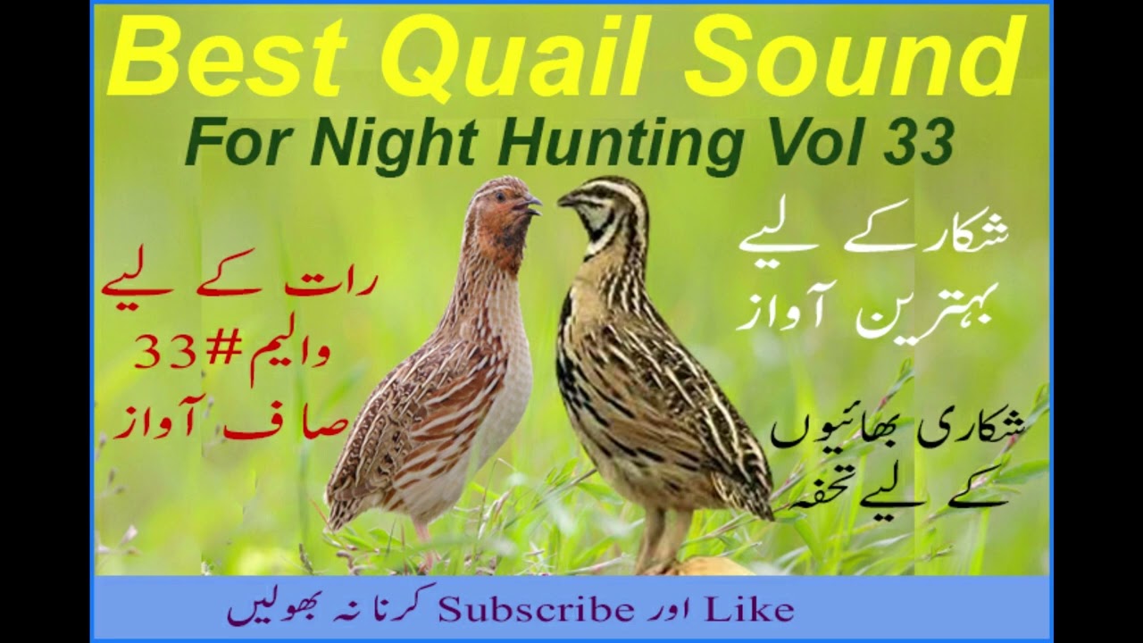 #quail​ #quailbirds​ #batair​  #batairkiawaz​ #birdslover​ #quailfarming​#quailsound​...more