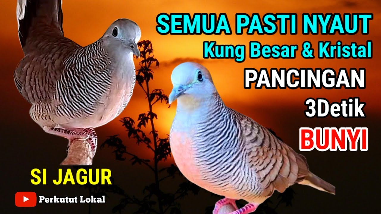 Perkutut lokal gacor suara besar kristal pancingan paling ampuh untuk semua jenis burung perkutut